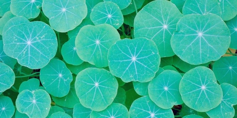 ACTIVA Article List 800400 Blog-Cellular autoregulation, a natural process