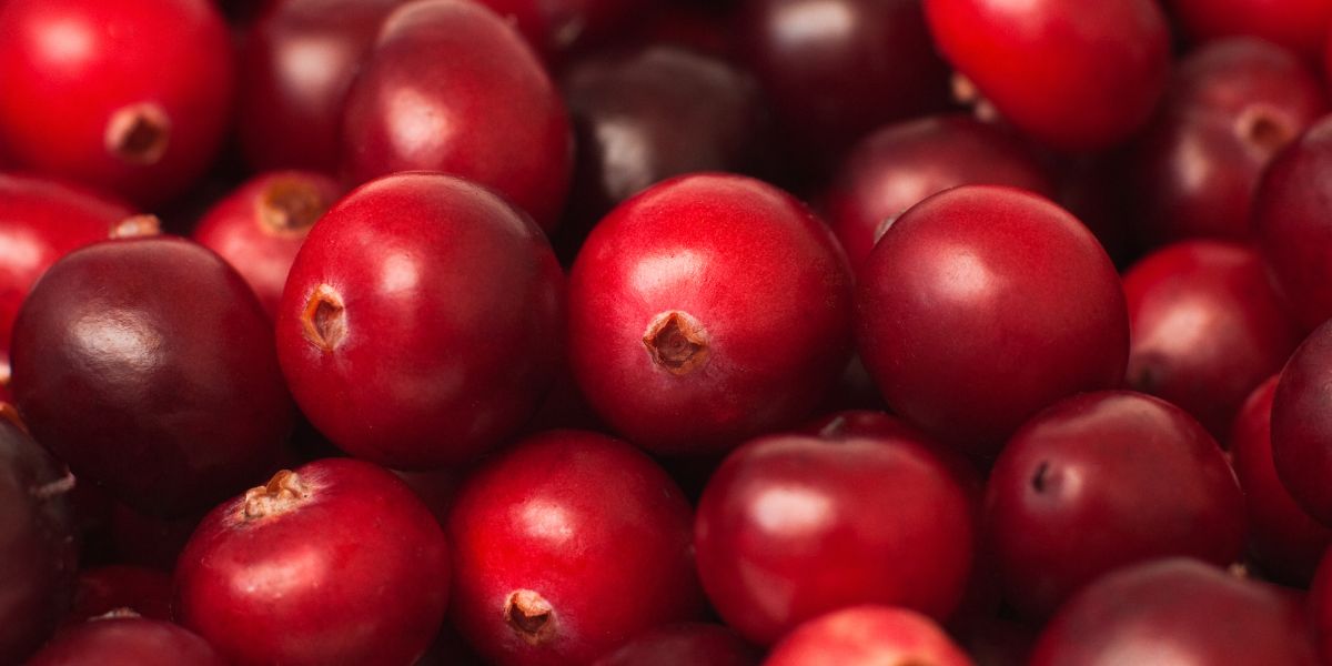ACTIVA Article List 800×400 Blog-Standardisation of Proanthocyanidins in cranberry extracts, the durable solution for Urinary Tract Infections