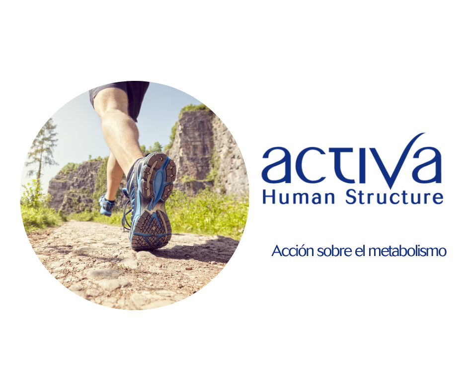 Activa Human Structure