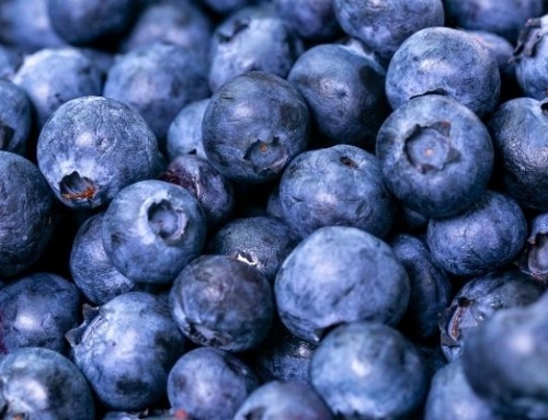 Blueberry, one of Activa’s star ingredient for better blood circulation